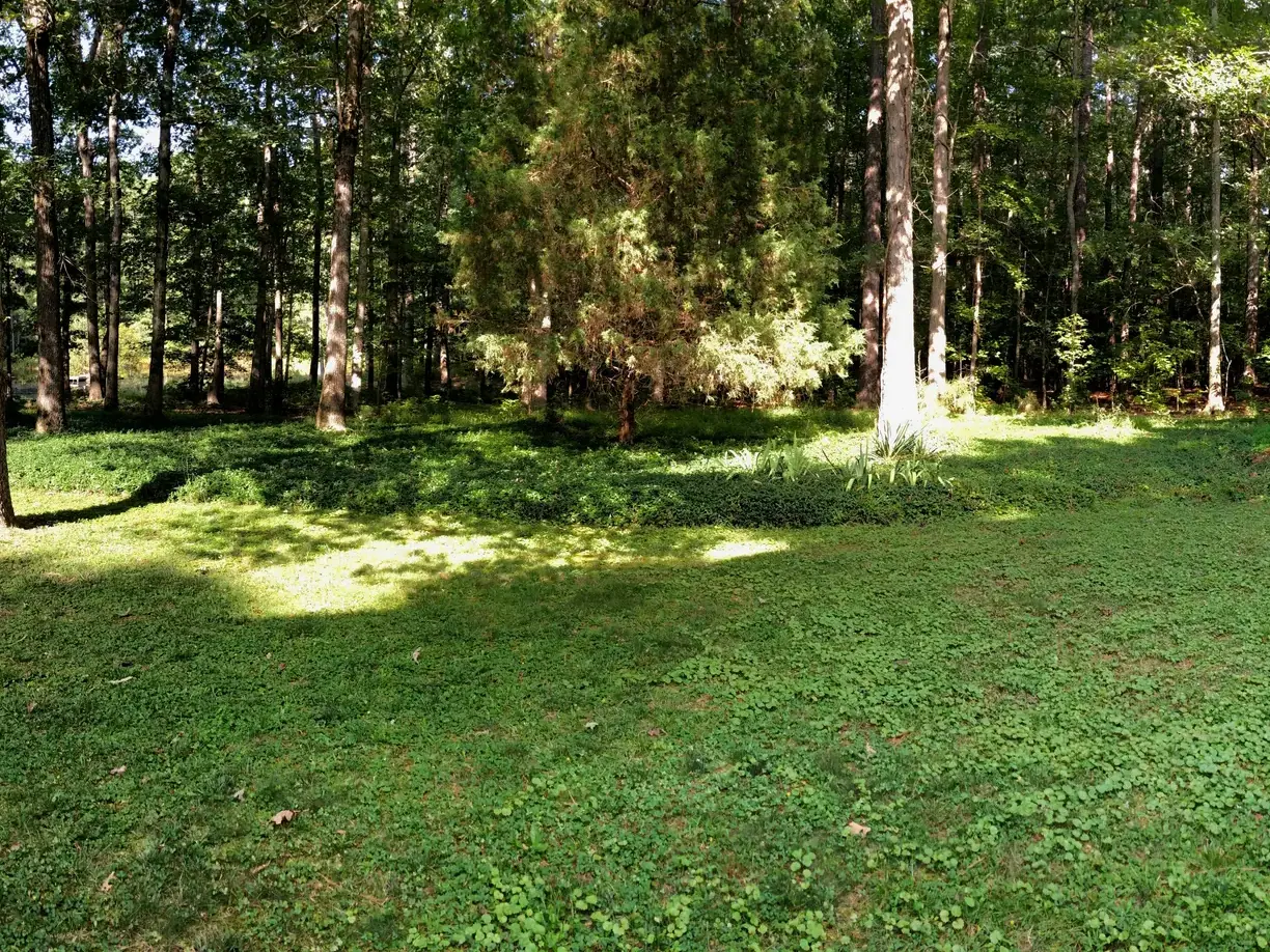 Wooded lawn before clearing and grading at the Hames property