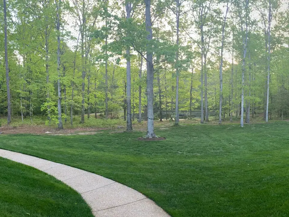 Newly seeded lawn beside the curved front walkway