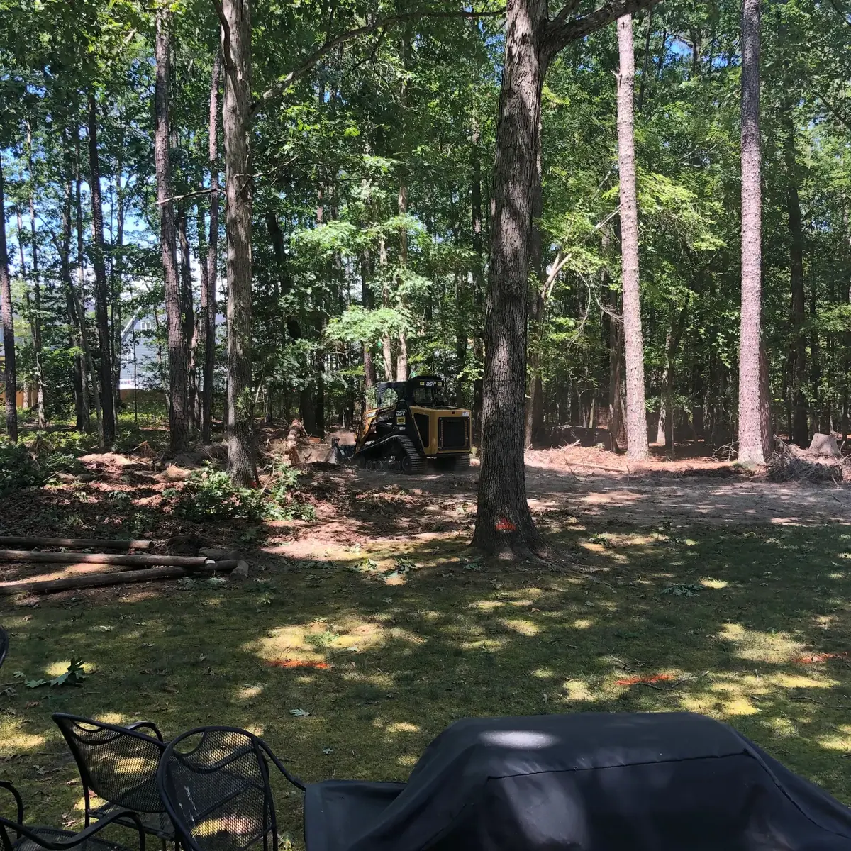 Wooded site before tree and shrub clearing
